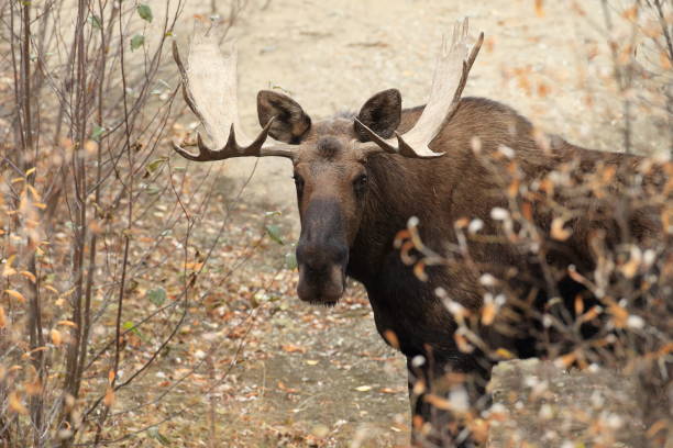 alces de bull, yucon, canadá - alce macho fotografías e imágenes de stock