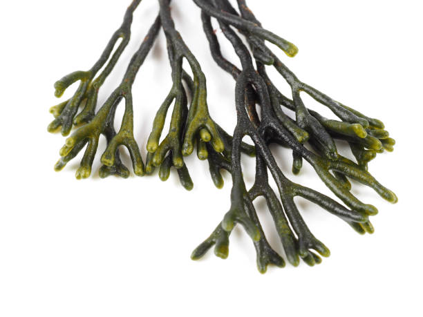 istock Codium – Velvet horn – Spongeweed. 950793534
