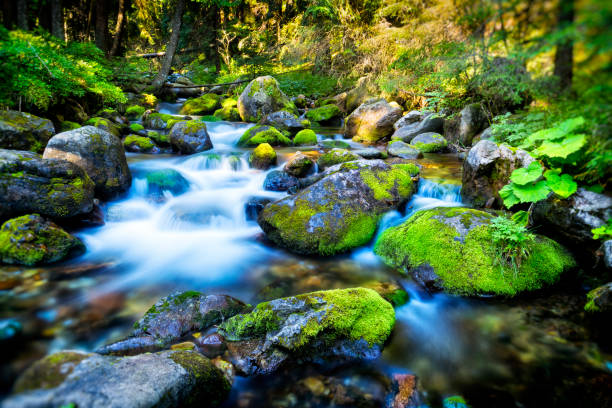 istock Mountain stream in the Tatra Mountains forest, Poland 950793616