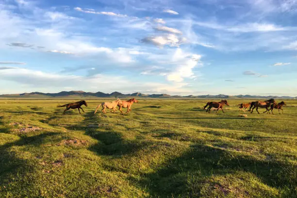 Wild horses run at sunset in Hustai National Park in central Mongolia during the summer