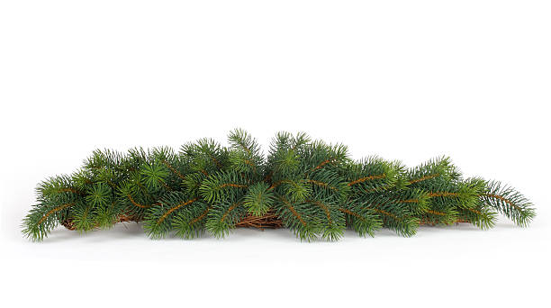 fir tree natural background stock photo