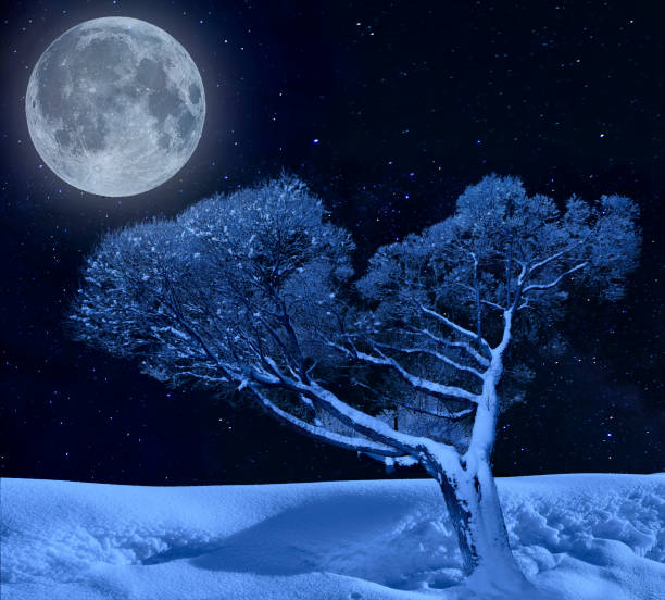 istock Lonely tree on a winter in moonlight of starry night sky 950800314