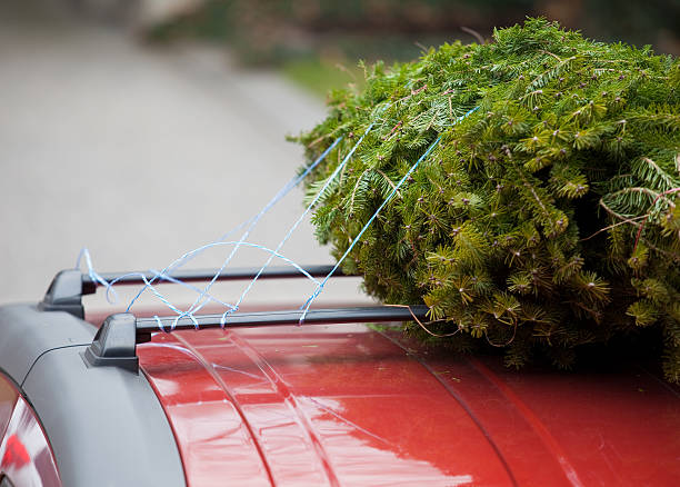 Christmas Tree on Roof of Car stock photo