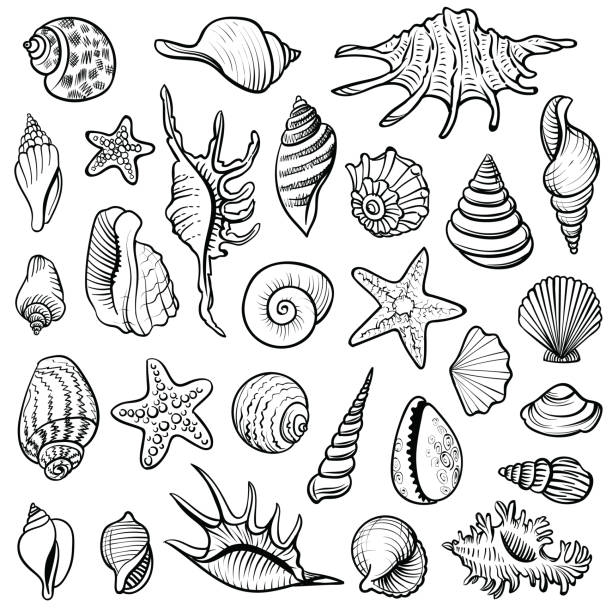 Sea shells vector line set. Black and white doodle illustrations. Sea shells vector line set. Black and white doodle illustrations. Collection of various mollusk seashells different forms. clam animal stock illustrations