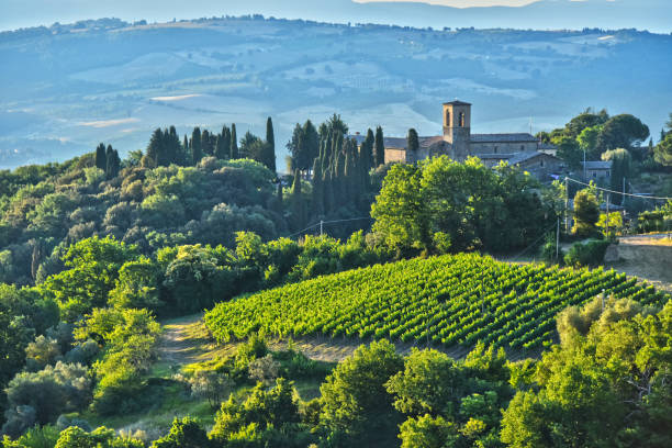 viñedo cerca de la ciudad de montalcino, toscana, italia - val dorcia fotografías e imágenes de stock