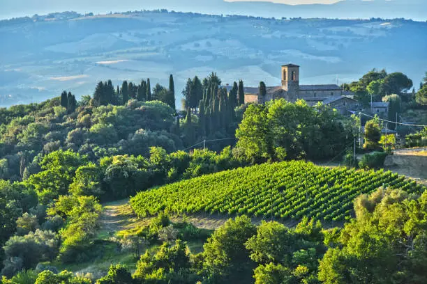 Vineyard near the city of Montalcino, Tuscany, Italy.