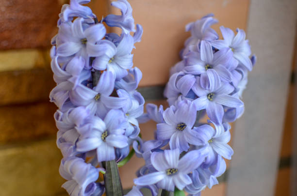 Two Delft Blue Lily Hyacinthus Orientalis Liliaceae Two Delft Blue Lily Hyacinthus Orientalis Liliaceae with white pentals grape hyacinth stock pictures, royalty-free photos & images