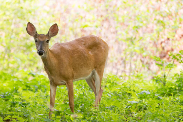 istock White-tailed deer stands in a clearing 950801568