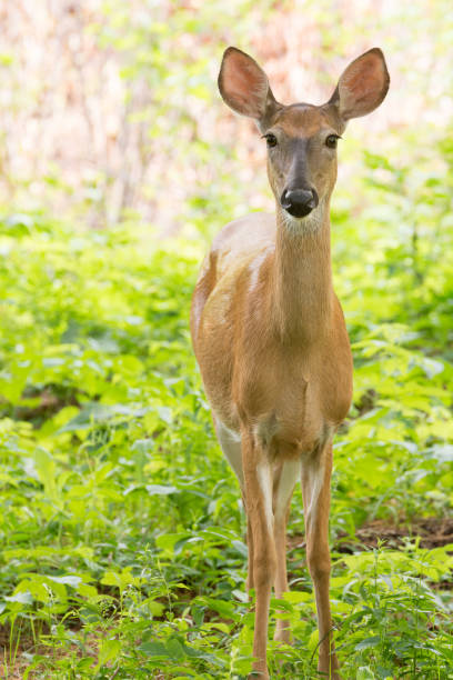 istock White-tailed deer stands in a clearing 950801572