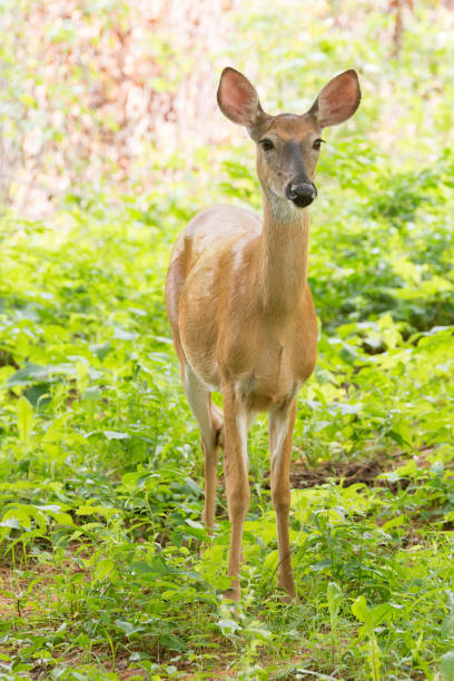 istock White-tailed deer stands in a clearing 950801588
