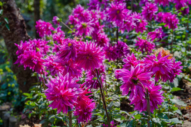 istock purple flowers blooming 950801614