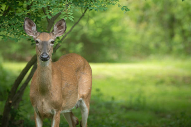 A healthy young deer stands under a bush staring warily at the camera