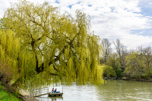 Le Perreux-sur-Marne, France - April 8, 2018: A couple make the most of the first sunny days of spring to picnic on a wooden pontoon on the banks of the river Marne, in the shade of a weeping willow.