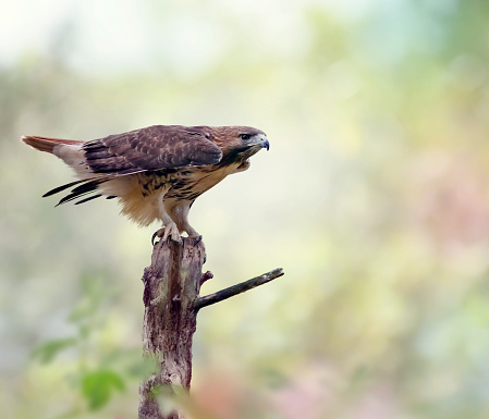 Red-tailed hawk (Buteo jamaicensis) sitting on a log