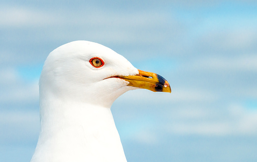A close-up profile side portrait of a seagull.