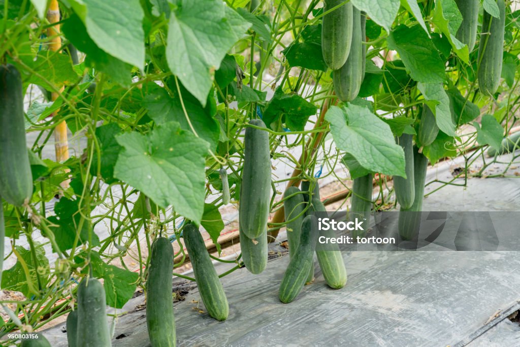 Planta de pepino verde de campo para la cosecha en cama - Foto de stock de Agricultura libre de derechos