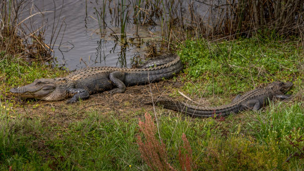 Alligators and Snake Alligators and Snake from South Carolina southern copperhead stock pictures, royalty-free photos & images