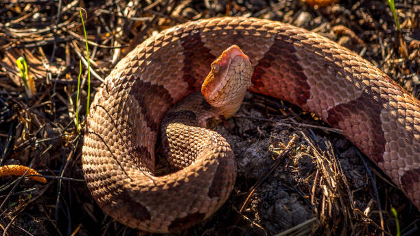 Alligators and Snake Alligators and Snake from South Carolina southern copperhead stock pictures, royalty-free photos & images