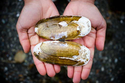 Hands holding a Pacific Razor Clam shell near Tofino in Pacific Rim National Park on Vancouver Island, British Columbia, Canada.