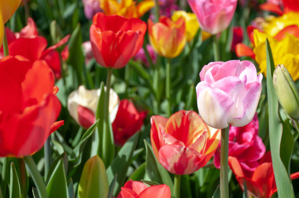 istock Closeup of Various Colored Tulips 950810694