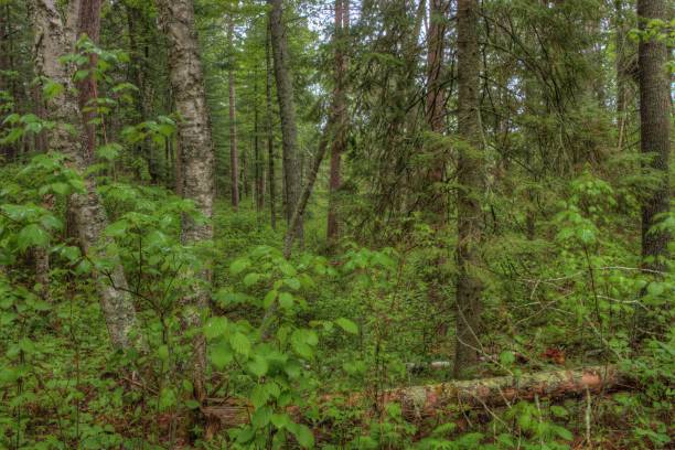 istock The Lost 40 in Northern Minnesota is a Nature Preserve that resulted from a Mapping Error and is a significant Grove of Virgin White and Red Pine Trees 950815904