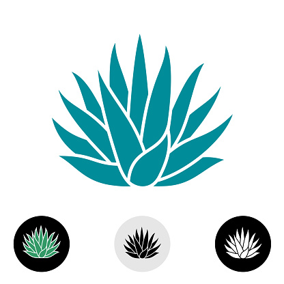 Agave plant vector silhouette. Blue agave cactus illustration. Tequila symbol.