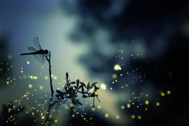 Photo of Abstract and magical image of dragonfly silhouette and Firefly flying in the night forest. Fairy tale concept.