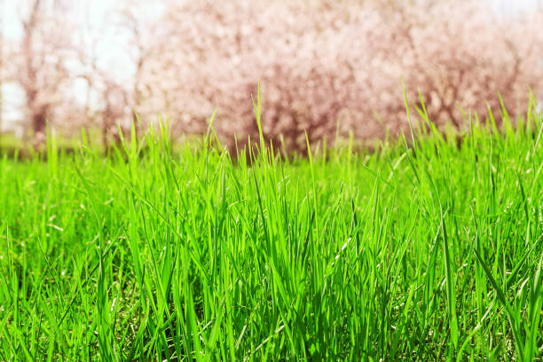 istock Green grass field with blur blooming garden 950822950
