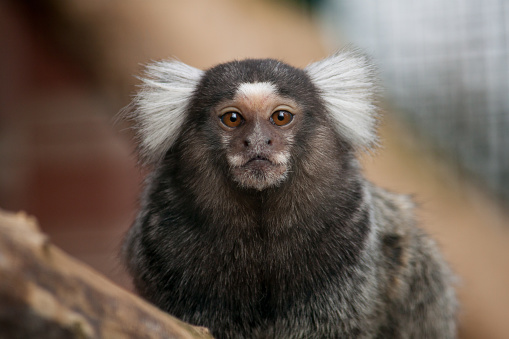 Portrait of the common marmoset New World monkey