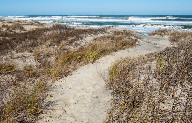Outer Banks Beach Trail A sandy foot path leads across grass-covered dunes to the beach at Cape Hatteras National Seashore. cape hatteras stock pictures, royalty-free photos & images
