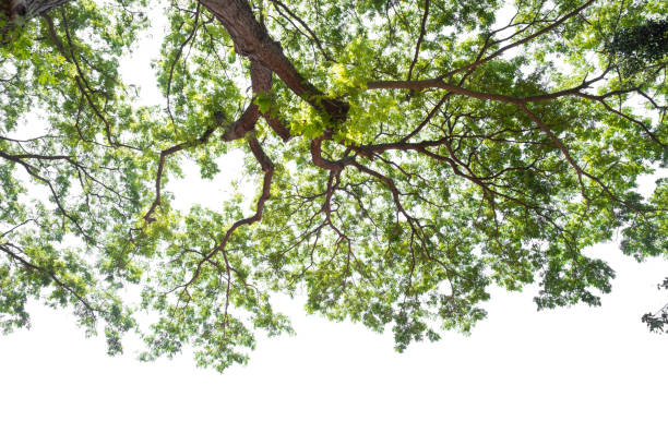 istock beautiful tree and leaf texture bachground on white and a free space 950830674