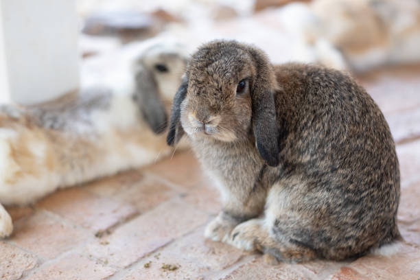 istock little cute rabbit in farm 950831336