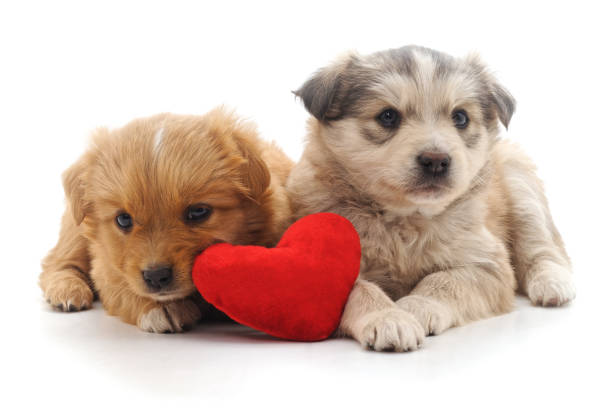 istock Two brown puppys with heart. 950831880