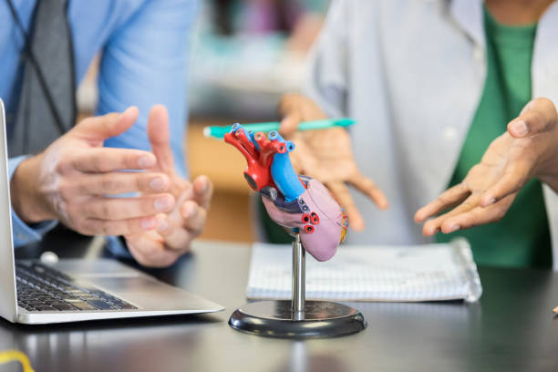 Unrecognizable teacher teaches student about the human heart Unrecognizable teacher and student discuss the human heart during science lab. They are examining a human heart visual aid. heart ventricle stock pictures, royalty-free photos & images