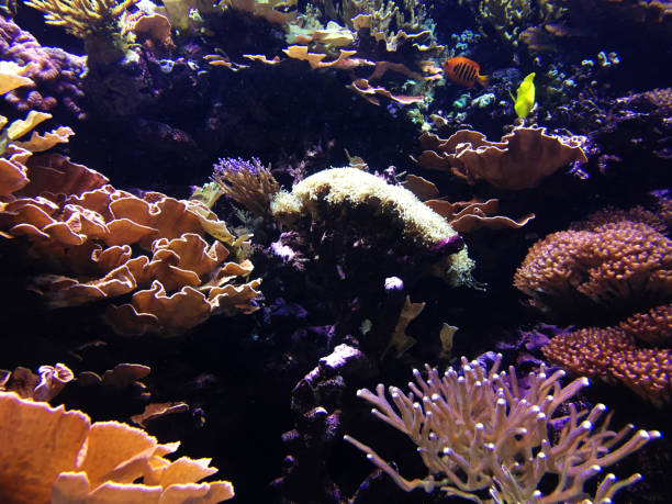 istock Underwater coral reef in red sea 950839880