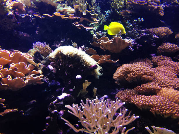 istock Underwater coral reef in red sea 950840190
