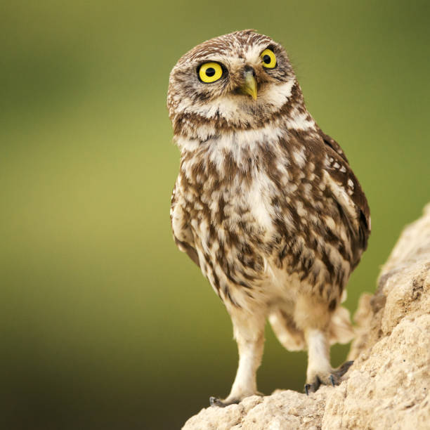 istock A little owl (Athene noctua) stands near his hole 950841564