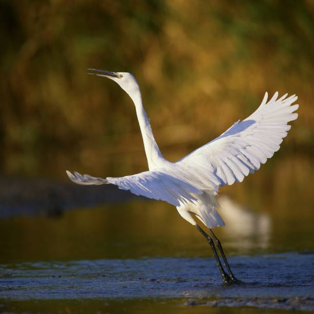 istock Little egret (Egretta garzetta), single bird standing in water with open wings 950841696