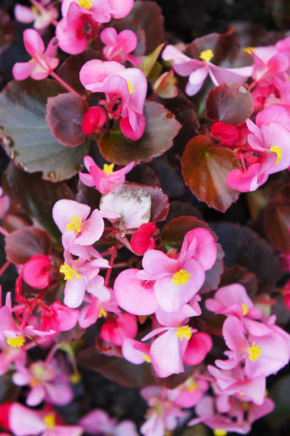 istock Begonia semperflorens-cultorum many red flowers green vertical 950844588