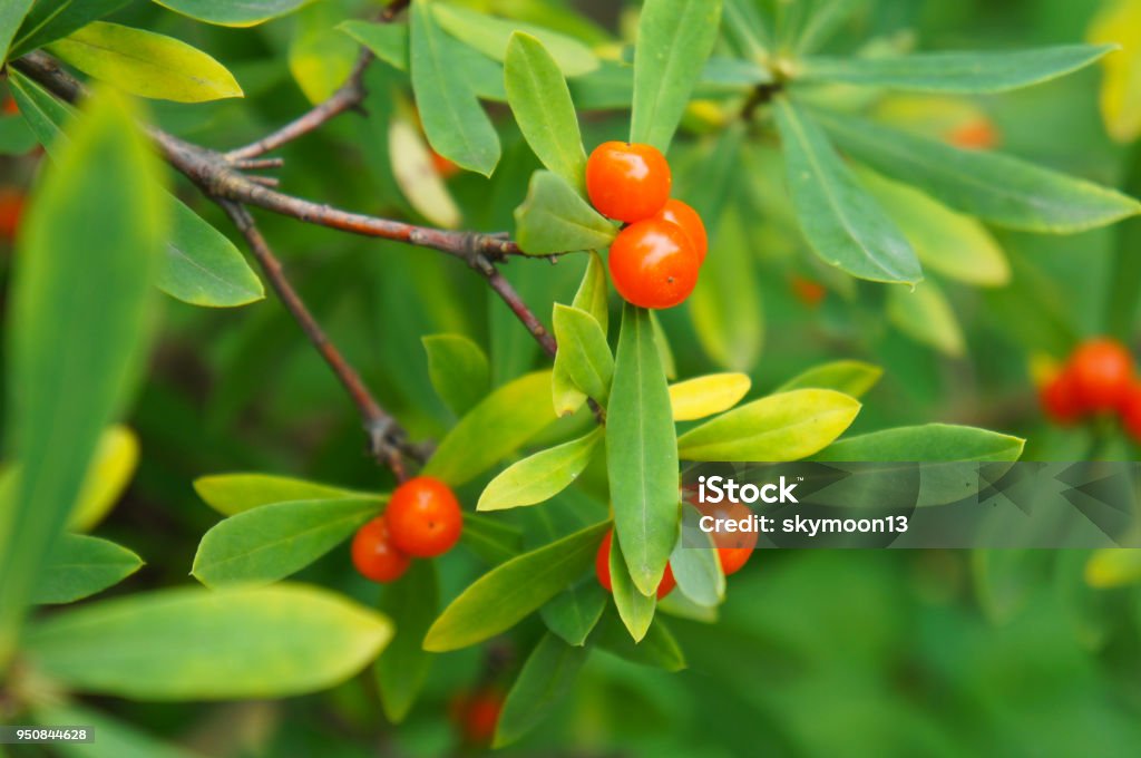Daphne giraldii green srub with orange berries Alternative Medicine Stock Photo