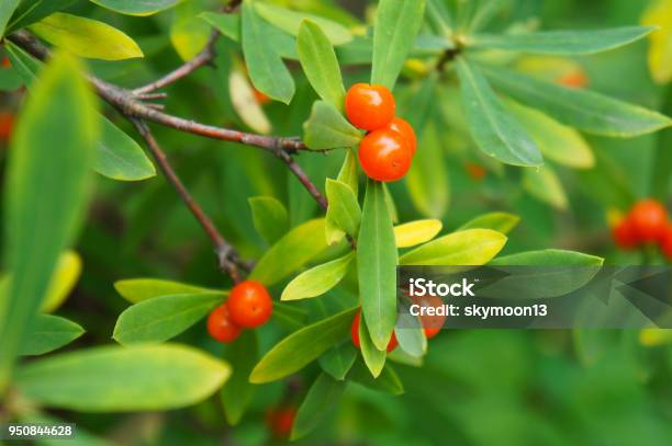 Daphne Giraldii Green Srub With Orange Berries Stock Photo - Download Image Now - Alternative Medicine, Berry, Branch - Plant Part