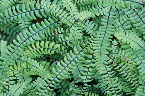 Adiantum pedatum northern maidenhair fern or five-fingered fern green plant