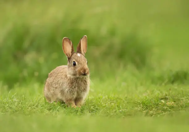Photo of Little bunny sitting in the field of grass, UK.