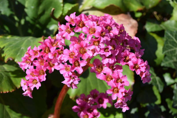istock Pink leaved bergenia also called elephant - eared saxifrage plant in early spring 950845030