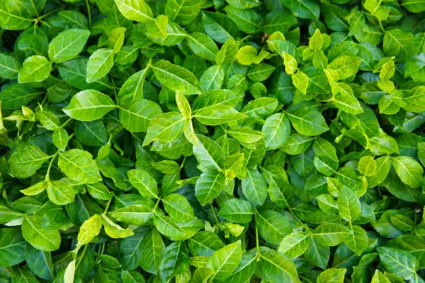 Euonymus fortunei coloratus purple leaf wintercreeper groundcover green plant