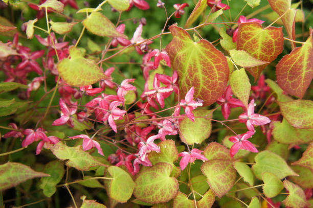 Red epimedium or barrenwort green decorative plant with pink flowers stock photo