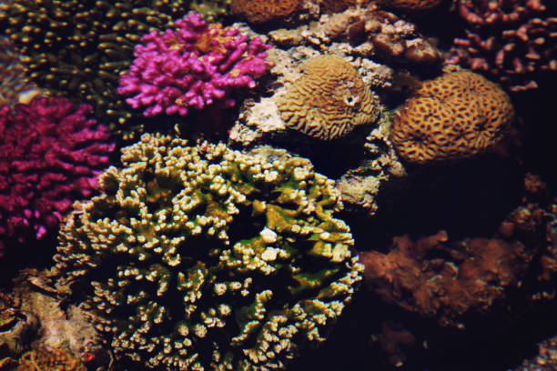 Underwater coral reef in red sea