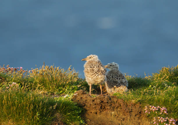 два европейских птенца ча�йки сельди, стоящие у гнезда в траве в солнечный летний день - herring gull стоковые фото и изображения