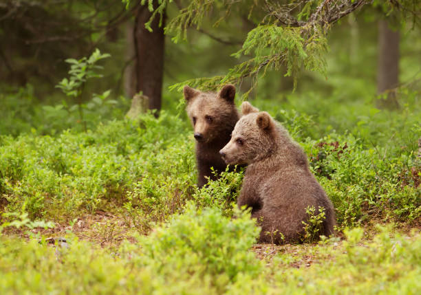istock Two European brown bear cubs in boreal forest 950846154