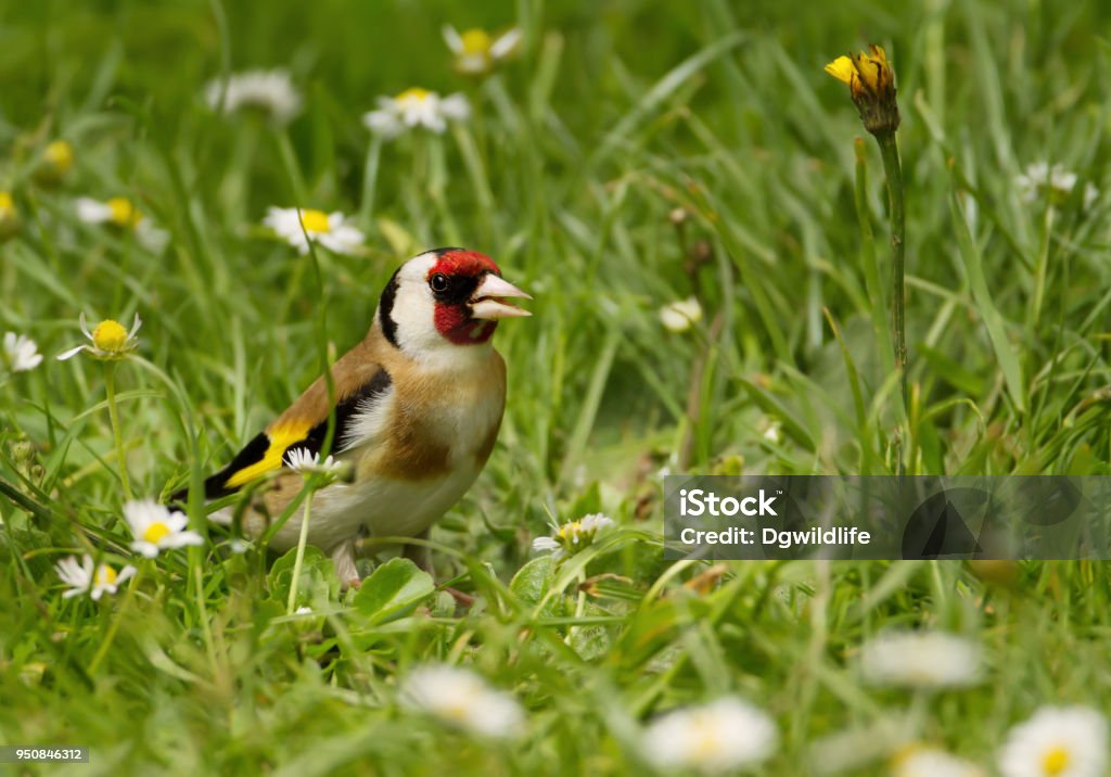 European goldfinch in the meadow European goldfinch (Carduelis carduelis) in the meadow, summer in UK. Gold Finch Stock Photo